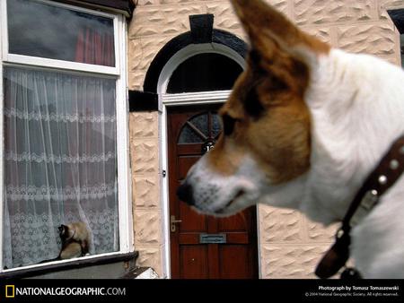 How much is that cat in the window - a, play, to, dog, likes