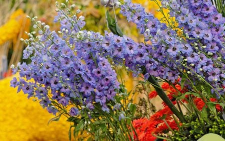 Floral Garden - mauve, flowers, garden, gerberas