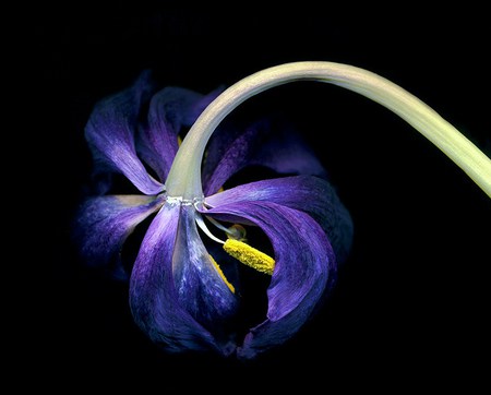 Lily in the wind - bent, wind, purple, stem, lily