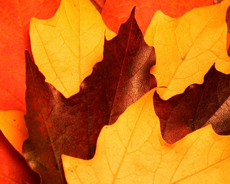 Autumn Leaves - golden leaves, fall, autumn, closeup, maple