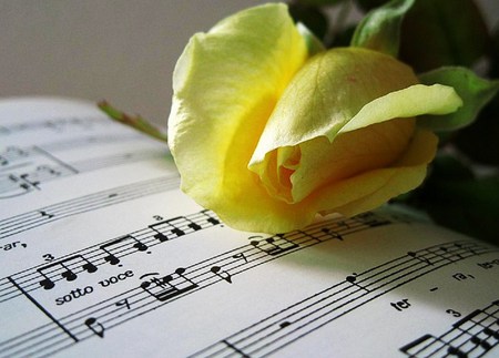 For you a song and a rose - rose, song, yellow, notes, music