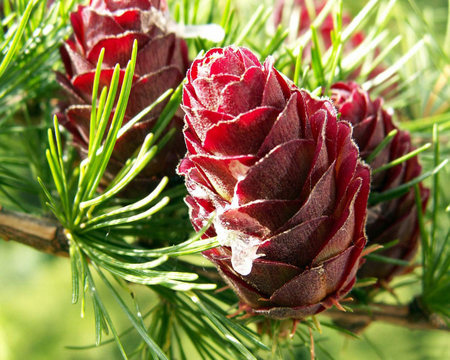 Pine Cones - pine tree, forest, tree, pine cones