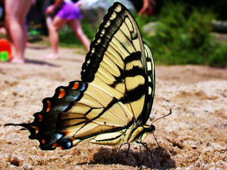 Giant on the beach - close up, beach, butterfly, yellow and black, swallowtail