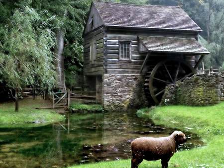 Water Mill - sheep, lake, trees, water mill, country