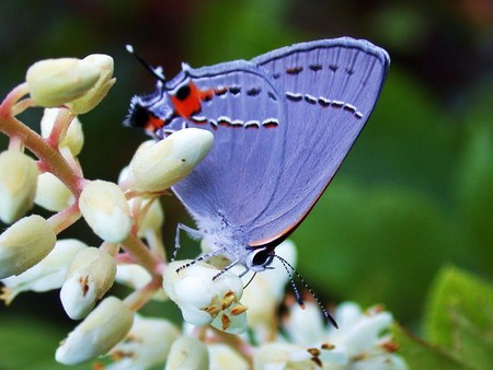 Blue wings, white flowers - black markings, white flowers, blue butterfly, red spot