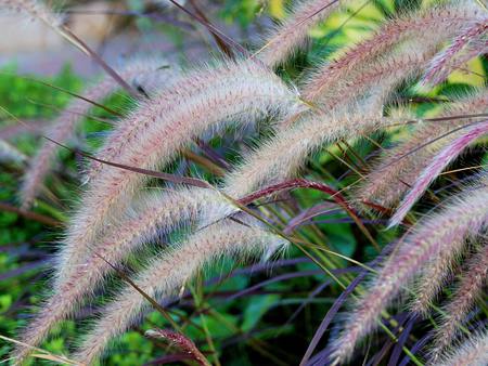 Garden Herbs - herbs, plant, wispy, garden