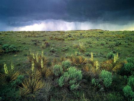 Comanche National Grasslands - shrubs, grasslands, stormy sky, colorado