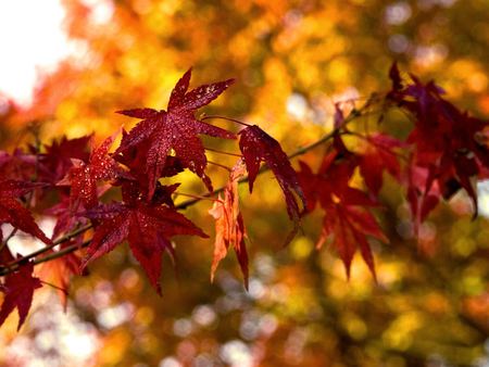 First Rain - fall, autumn, trees, rain, leaves