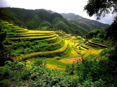 China Rice Terraces - trees, china, grass, mountains, rice terrace