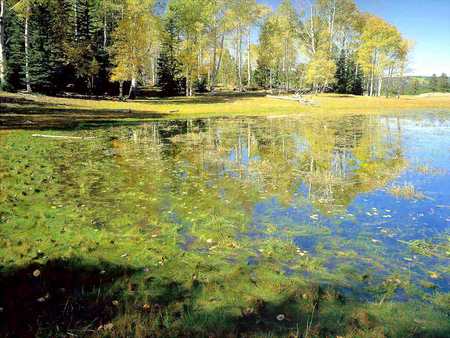 Arizona Trail - arizona, lake, america, trees