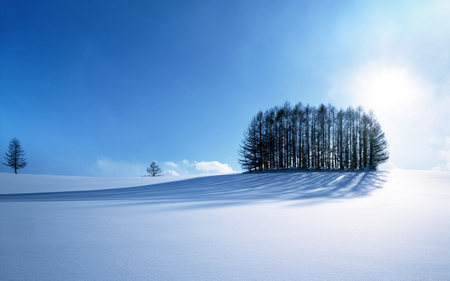 Snowy Field - winter, pine trees, snow, shadow