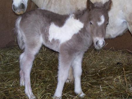 Snow's Filly - safe, filly, mother, newborn