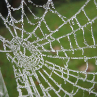 Frosty web