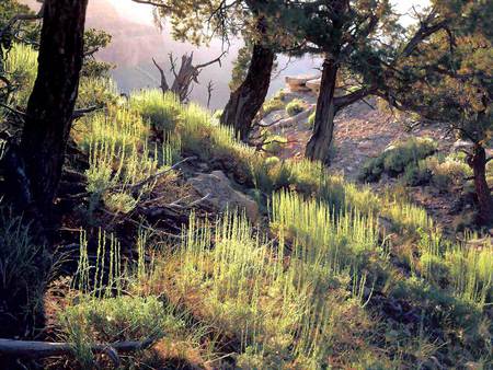 Mountain scrub - arizona, trees, america, scrub, mountains