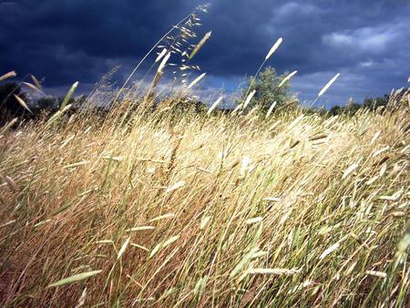 Cereal Grass - dark sky, field, grass, cereal