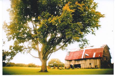 On the farm - fields, farm, rural, tree, acreage, country, barn