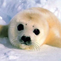 Baby Seal