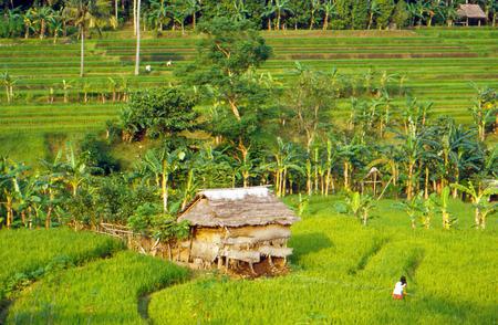 In the fields - palms, fields, crops, shanty