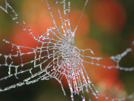 Spider silk - spider web, silk, raindrops, water