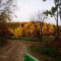 Golden Trees