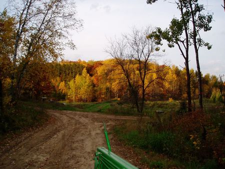 Golden Trees - autumn, trees, landscape, rural, country