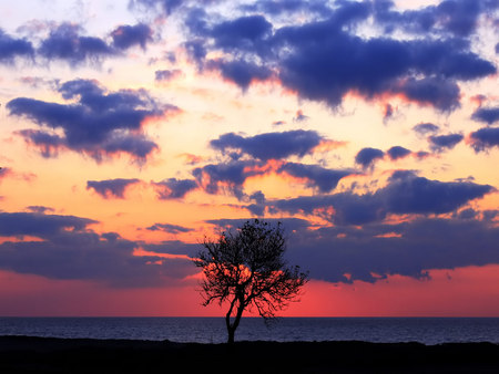 Lone tree - evening, lone tree, sunset, orange sky