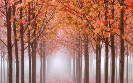 Misty Maples - misty, fall, trees, autumn, maples, foggy