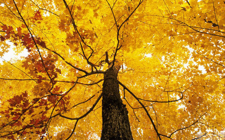 Autumn Gold - golden leaves, fall, tree, autumn