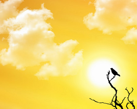 Lone bird - golden sky, lone bird, tree, sunshine