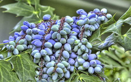 Juniper - evergreen, berries, tree, juniper