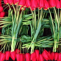 Red Tulips