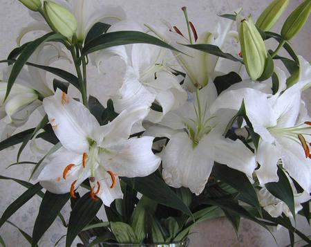 lily - blank, arome, lily, beautiful