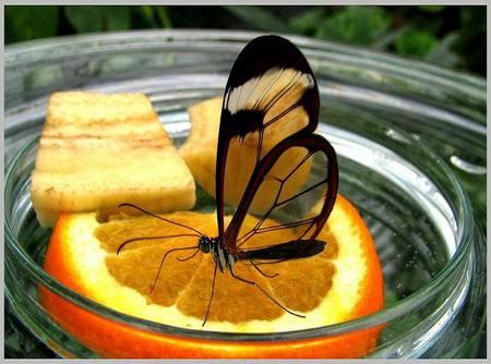 Vitamin C - butterfly, bowl orange, transparent wings, black outline, glasswing