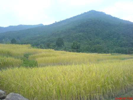 Nagaland-04 - green hills, mountain, nagaland, zubza