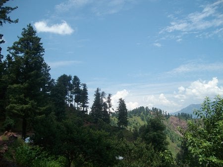 BANSAR - trees, nature, g, green, eliseu, spring, sun