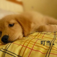 Cute golden retriever