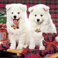 White samoyeddogs in Christmas