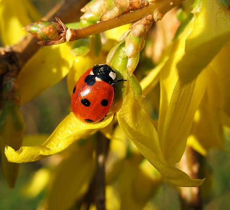 ladybug - yellow, ladybug, spring, flower, light