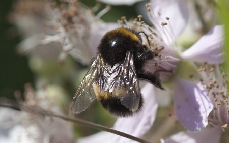 Bumblebee - bee, insect, flower, bug, bumblebee