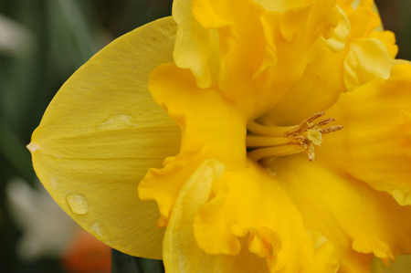 Lovely Daffodil - bright, yellow, beautiful, daffodil, lovely, flower