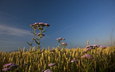 Flowers in the Field - flowers, field, wheat, purple