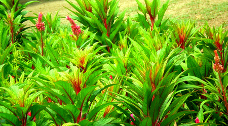 Flowers - nature, flowers, red