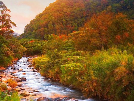 Colors of Nature - stream, picture, beautiful, trees, nature, colors