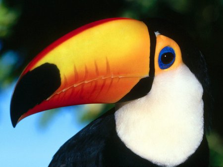 Toco Toucan - toucan, beak, tropical, bird, colourful