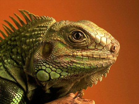 Iguana - iguana, green, lizard, scales, reptile