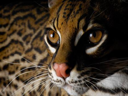 Ocelot - spotted, ocelot, stare, eyes, cat