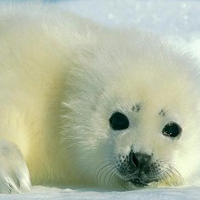 Baby Harp Seal