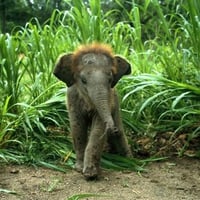 Asian Elephant Baby