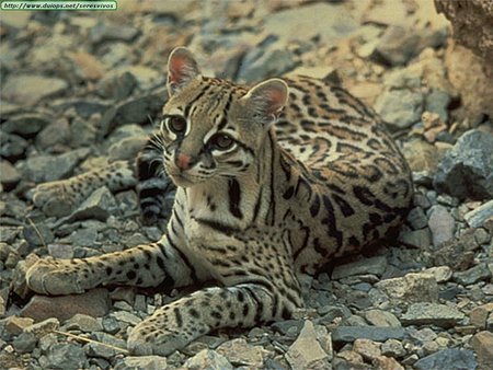 Ocelot - resting, stones, watching, ocelot