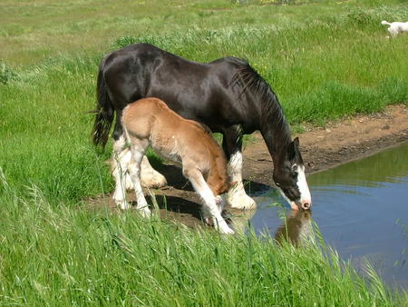 Mother and Filly - horses, drinking, mother, pond, filly